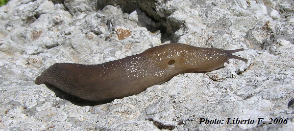 Limax bivonae della Sicilia